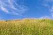 © kribbox - Lush green grass field blowing in the wind against a blue sky with white clouds.