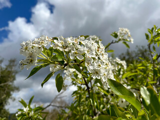 Syrian pear blossom (lat.- Pyrus syriaca)