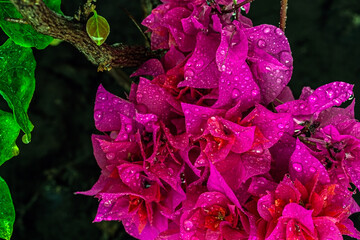 Wet Flowers