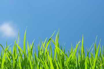 Vibrant green grass blades against a clear blue sky.