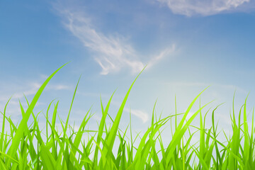 Close up view of green grass blades against a light blue sky with white clouds.