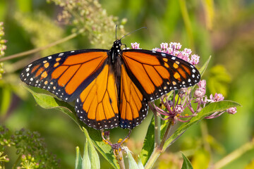 Poster - monarch butterfly on a flower