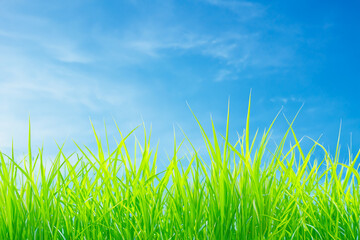 Wall Mural - green grass blades against a bright blue sky with white clouds.