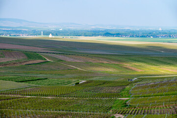 Landscape with green grand cru vineyards near Cramant, region Champagne, France. Cultivation of white chardonnay wine grape on chalky soils of Cote des Blancs.