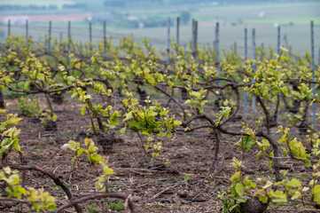 View on grand cru Champagne vineyards near Lighthouse of Verzy, rows of pinot noir grape plants in Montagne de Reims near Verzy and Verzenay, Champagne, France