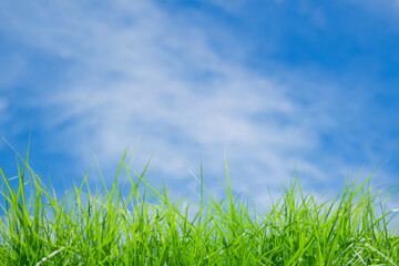 Green grass blades on a blue sky background with white clouds.