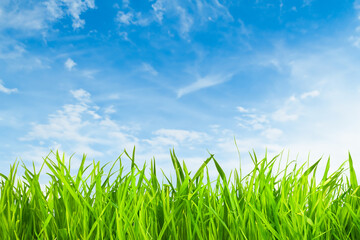 Close up of green grass blades against a blue sky with white clouds.