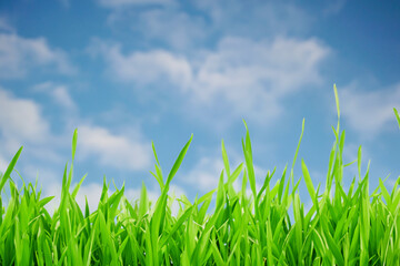 Close-up of green grass blades against a blue sky with white clouds.