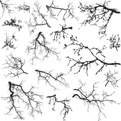 natural tree branches silhouette on a white background (vector illustration). natural branch on a wh