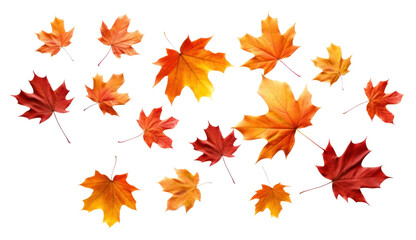 Wall Mural - png maple leaves backgrounds plant leaf.