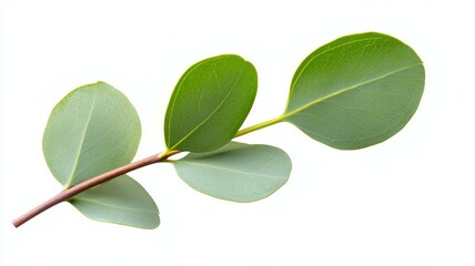 Sticker - A leafy green branch with a stem