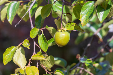 Early fall, unripe green persimmon fruit. warm sunshine