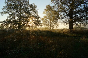 Wall Mural - trees in the morning