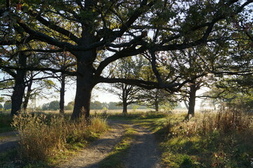 Wall Mural - morning in the park