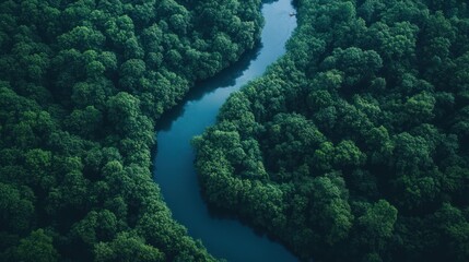 Poster - Aerial View of a Serene River Winding Through Lush Forest