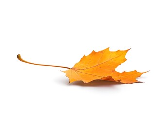 Wall Mural - a single yellow maple leaf isolated on a white background.