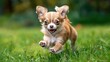 © sablengjago - A small, brown and white chihuahua puppy runs towards the camera with its tongue sticking out and a happy expression on its face, while standing on a lush green lawn.