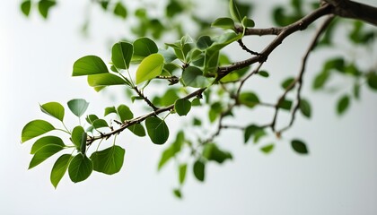 Close-up of a tree branch adorned with vibrant green leaves against a pristine white background