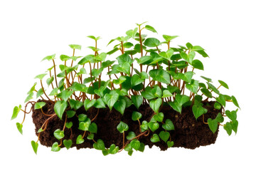 Lush green ivy plants thriving in soil on a transparent background, showcasing vibrant foliage and healthy growth