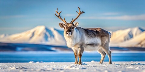 Wall Mural - Reindeer grazing in snowy landscape during early spring in Svalbard, Norway