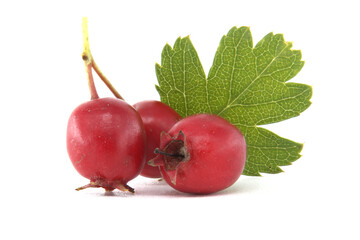 Fresh red common hawthorn berries with green leaves isolated on white background, Crataegus monogyna