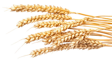 ear of wheat on a transparent background