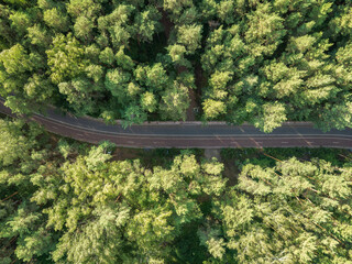 Aerial view of the road in the summer forest with green high pine or spruce trees.