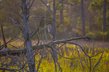 Bird perched on a tree in First Landing