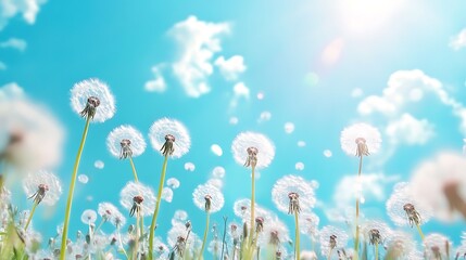 Wall Mural - Dandelion Wishes in the Blue Sky