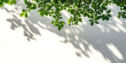 Poster - Summer shadow cast by a tree branch on white background