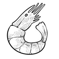 shrimp handdrawn illustration