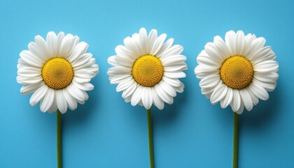 Three White Daisies with Yellow Centers on a Blue Background