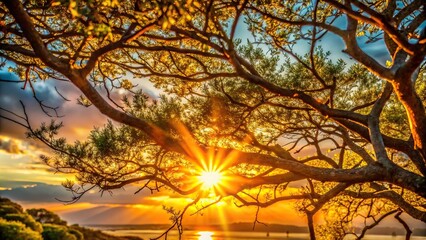 Wall Mural - Sun shining through tree branches at sunset with depth of field effect