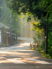 Wall Mural - 早朝の奈良公園内の道路