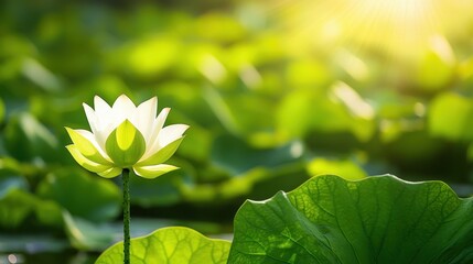 Poster - White Lotus Flower Blooming in Sunlight with Green Leaves