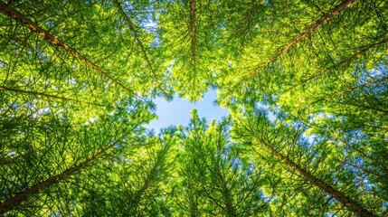 Poster - Green Canopy Forest Trees Looking Up  Summer Blue Sky  Nature Background