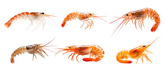 Set of photos of two fresh shrimps isolated on white background.