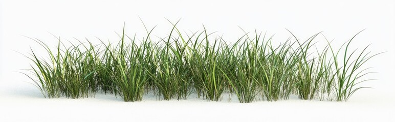 Aufkleber - Isolated grass on a white background rendered in 3D illustration