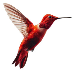 Wall Mural - PNG Vibrant hummingbird in flight