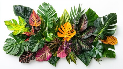 Canvas Print - Colorful Tropical Leaves Arranged on White Background