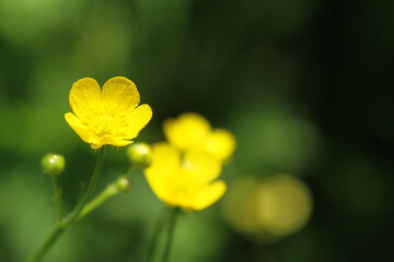 wild yellow flower