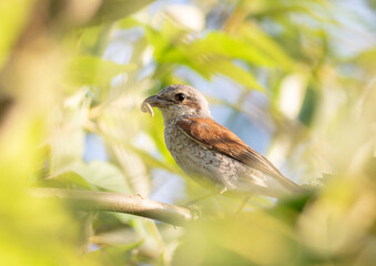 Red-backed shrike, Lanius collurio. A female bird with prey in her beak sits on a branch