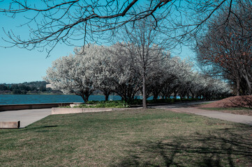 The photo showcases the beautiful scenery on both sides of the Lake Burley Griffin