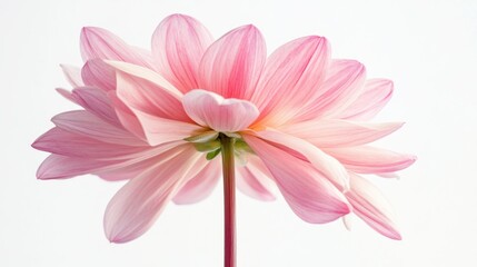 Wall Mural - Pink Dahlia Flower with Delicate Petals and Stem