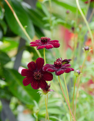 Chocolate cosmos (Cosmos atrosanguineus) velvety appearance, attractive allure with black purple petals and  brown highlights, heart with tubular flowers, green pinnately foliage on a thin stem