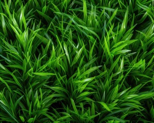 Wall Mural - Lush green grass meadow close-up texture flat lay background