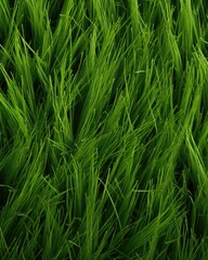 Lush green grass meadow close-up texture flat lay background