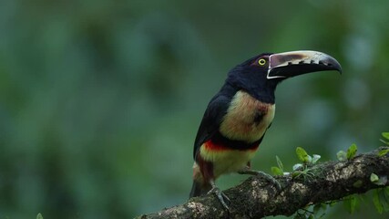 Wall Mural - costa rica wildlife. collared aracari, pteroglossus torquatus, bird with big bill. bird sitting on t