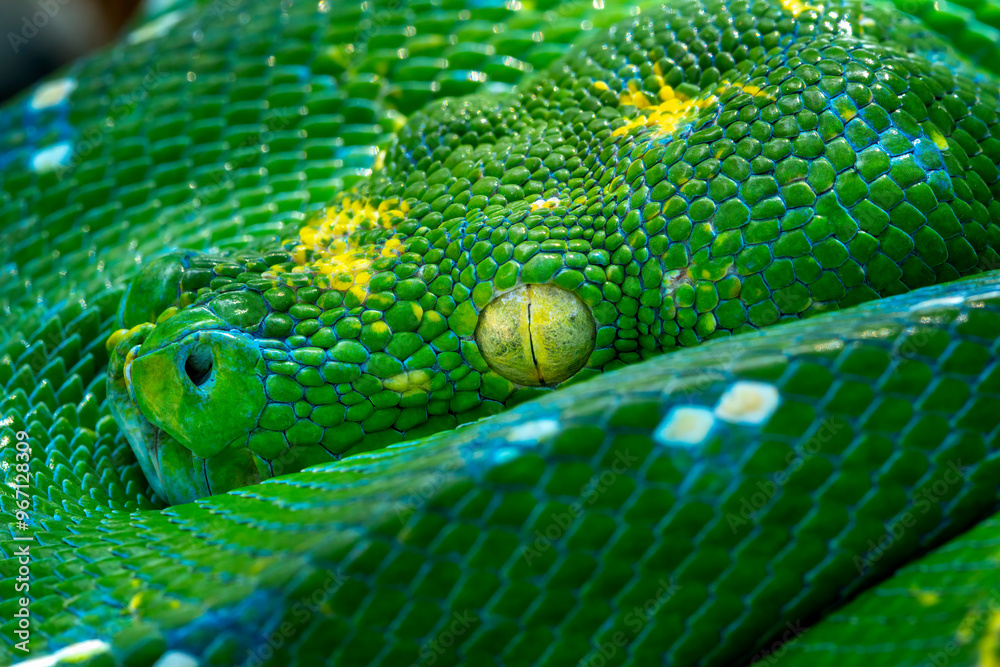 The closeup head of Green Tree Python (Morelia viridis) also known as ...