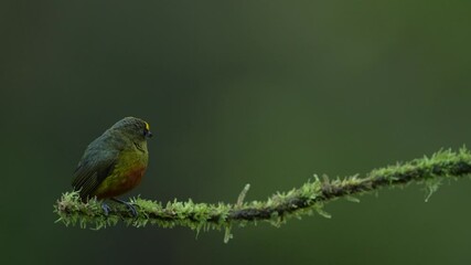 Wall Mural - Olive-backed euphonia, Euphonia gouldi, exotic tropical bird from Costa Rica. Bird sitting on beautiful green mossy branch. Birdwatching in South America. Tanager green and yellow bird from Costa Rica